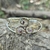 Pulsera Esclava Trisquel con Piedras Zirconias Cúbicas - comprar online