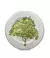 CJ DE 2 PRATOS RASO C/ FILETE OURO YPE VERDE - comprar online