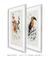 Conjunto 2 Quadros Decorativos Ilustrações Naturais Cydonia e Tucano - loja online