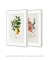 Imagem do Kit 2 Quadros Charles Dessalines Lemon e Quince