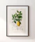 Quadro Decorativo Charles Dessalines Lemon (Citrus Limonium) na internet