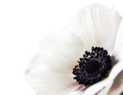 Banner da categoria ANÊMONA