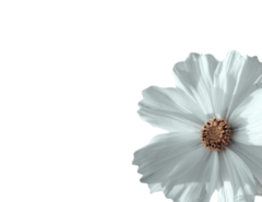 Banner da categoria COSMOS