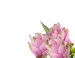 Banner da categoria CÚRCUMA