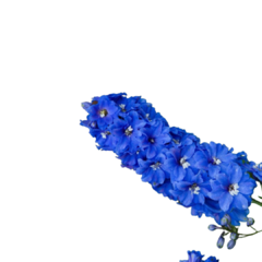 Banner da categoria DELPHINIUM