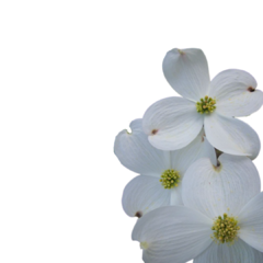 Banner da categoria DOGWOOD
