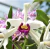 Orquidea Laelia