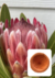 molde miolo protea ice pink