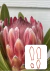 Cortador Protea