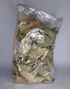 Douradinha 50g - comprar online
