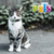COLLAR ELASTICO CON CASCABEL PARA GATO - ShellerPet