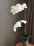 Maceta Orquidea C/Raiz Doble Vara