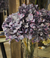 Vara hortensia