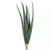 Aloe suave