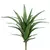 Planta de Agave