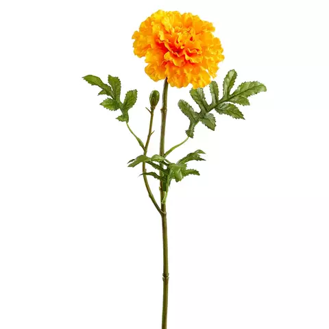 Calendula Naranja