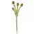 Mini Allium