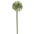 Vara de Allium verde