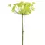 Flor de eneldo
