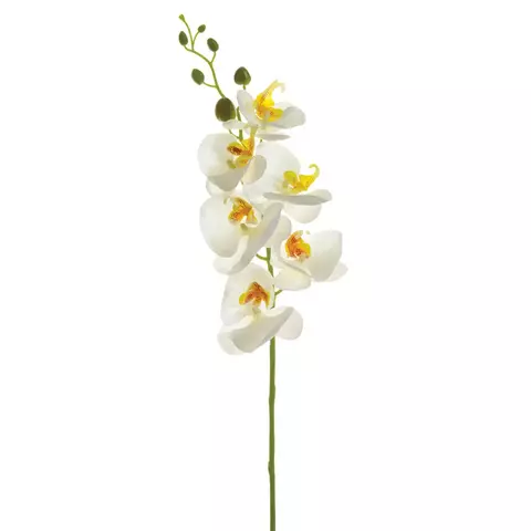 Vara de Orquidea blanca