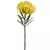 Protea Cojin de Alfiler
