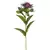 Protea alfiler violeta