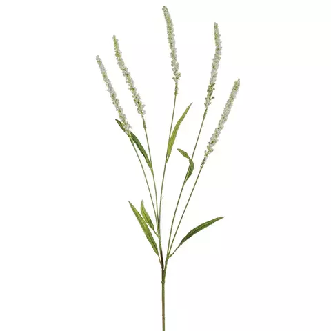 Planta setaria blanco