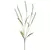 Planta setaria blanco
