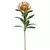 Vara de protea