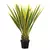 Agave Verde en Maceta - (122cm)