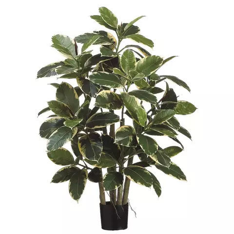 Planta de hoja de caucho - (100cm)
