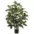 Planta de hoja de caucho - (100cm)