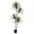 Arbol de Yuca en Maceta - (183cm)