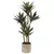 Planta de yuca en maceta - (80cm)