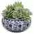 Maceta Diseño Azul y Blanco con Terrario