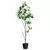 Arbol Bauhinia - (168cm)