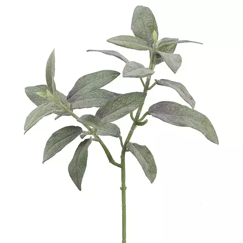 Vara Salvia