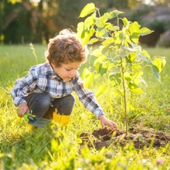 MULTIKIDS - BRINCANDO DE SER JARDINEIRO KIT CULTIVO na internet