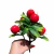 Galho com Frutas