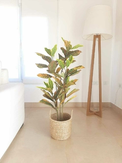 Planta crotón
