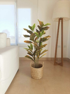 Planta crotón - comprar online