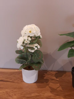Planta blanca