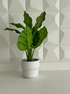 Planta con maceta cerámica