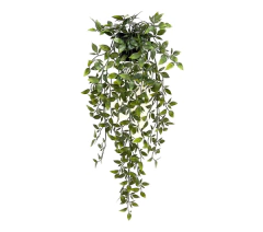 Planta colgante