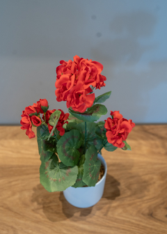 Planta roja