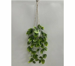 Monstera colgante