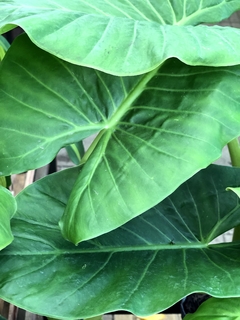 Banner de la categoría Plantas