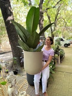 Mega Spatspathiphyllum Sensation