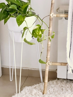 Escalera de Caña - Su Florista