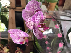 Orquídea Phaleanopsis en internet